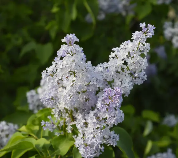 Flowers blooming lilac. Beautiful purple lilac flowers outdoors. — Stock Photo, Image