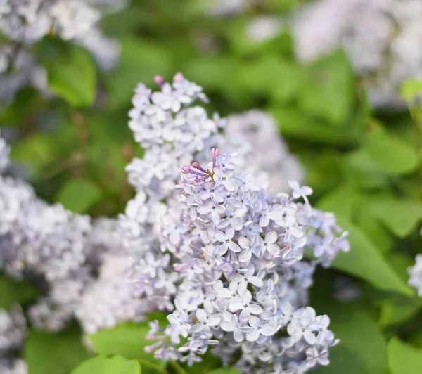 Blommor blommar lila. Vackra lila lila blommor utomhus. — Stockfoto