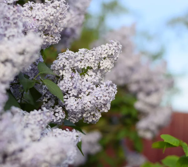 Λουλούδια ανθισμένα πασχαλιές. Όμορφα μοβ πασχαλινά λουλούδια σε εξωτερικούς χώρους. — Φωτογραφία Αρχείου