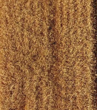 Olgun arpa üst bir görünümdür. Alan arpa