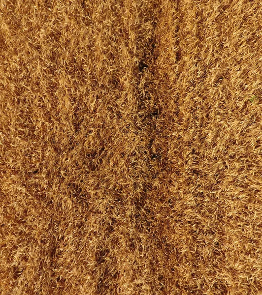 La cebada madura es una vista superior. El campo de la cebada — Foto de Stock