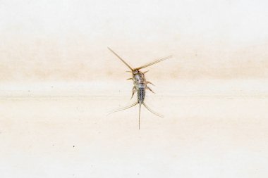Thermobia domestica. Haşere kitaplar ve Gazeteler. Lepismatidae kağıt üzerinde - gümüş balık besleme böcek