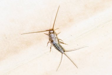 Thermobia domestica. Haşere kitaplar ve Gazeteler. Lepismatidae kağıt üzerinde - gümüş balık besleme böcek