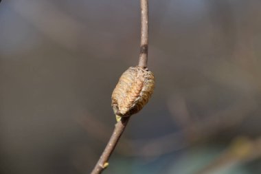Bir ağacın dalları üzerinde ootheca Peygamber devesi. Böcek yumurta