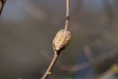 Bir ağacın dalları üzerinde ootheca Peygamber devesi. Böcek yumurta