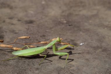 Dişi peygamberdevesi religios. Yırtıcı böcekler mantis