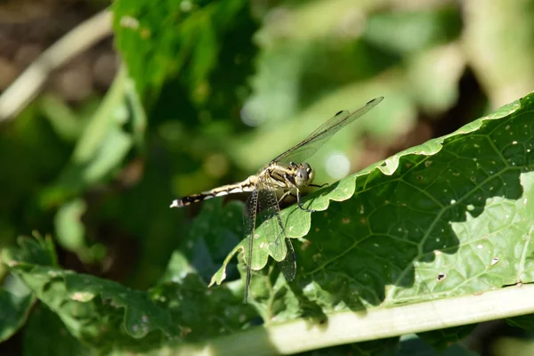 Dragonfly on a leaf of horseradish — Stock Photo, Image