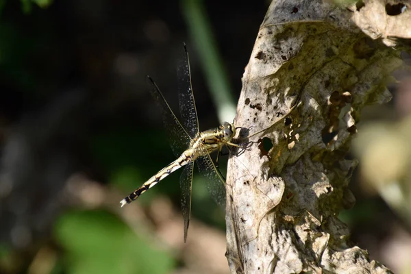 Dragonfly on a leaf of horseradish — Stock Photo, Image