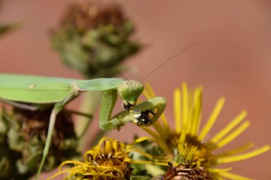 Dişi peygamberdevesi merhametsiz yaban arısı