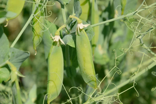 Yeşil bezelye alanında. Bezelye alanında büyüyor. Sapları ve po