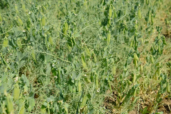 Green peas in the field. Growing peas in the field. Stems and po
