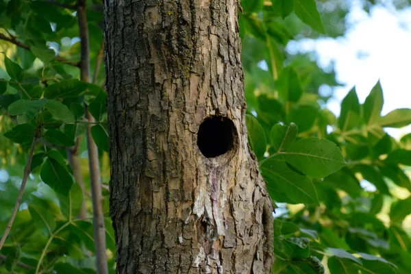A hollow in the trunk of a tree. A natural nest of birds — Stock Photo, Image
