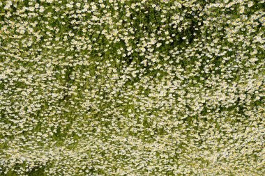 Papatya çiçeği. İlaç papatya. Tıbbi bitki papatya, çiçekli.