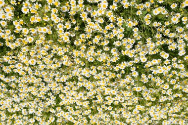 Papatya çiçeği. İlaç papatya. Tıbbi bitki papatya, çiçekli.