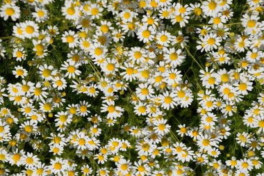 Papatya çiçeği. İlaç papatya. Tıbbi bitki papatya, çiçekli.