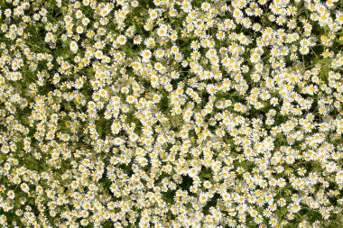 Papatya çiçeği. İlaç papatya. Tıbbi bitki papatya, çiçekli.