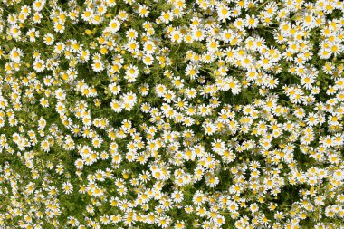 Papatya çiçeği. İlaç papatya. Tıbbi bitki papatya, çiçekli.