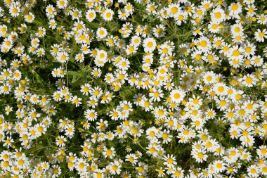 Papatya çiçeği. İlaç papatya. Tıbbi bitki papatya, çiçekli.