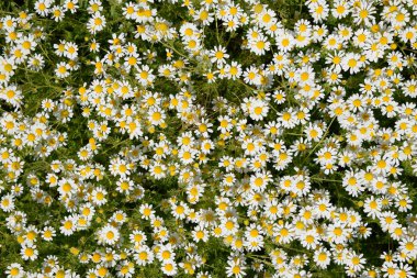Papatya çiçeği. İlaç papatya. Tıbbi bitki papatya, çiçekli.