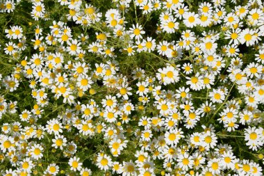 Papatya çiçeği. İlaç papatya. Tıbbi bitki papatya, çiçekli.