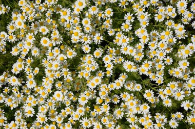 Papatya çiçeği. İlaç papatya. Tıbbi bitki papatya, çiçekli.