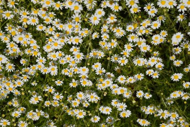 Papatya çiçeği. İlaç papatya. Tıbbi bitki papatya, çiçekli.