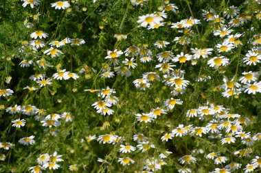 Papatya çiçeği. İlaç papatya. Tıbbi bitki papatya, çiçekli.