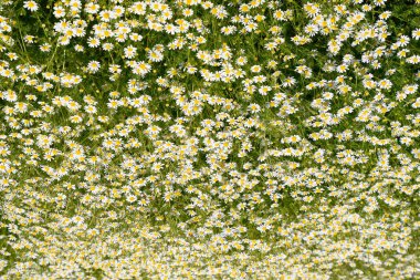 Papatya çiçeği. İlaç papatya. Tıbbi bitki papatya, çiçekli.