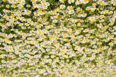 Papatya çiçeği. İlaç papatya. Tıbbi bitki papatya, çiçekli.