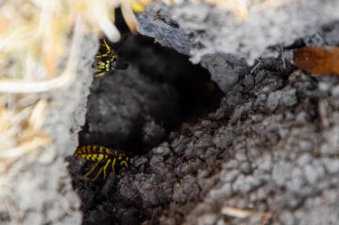 Yaban arıları kendi yuvaya sinek. Vizon ile kavak bir yuva. Underground