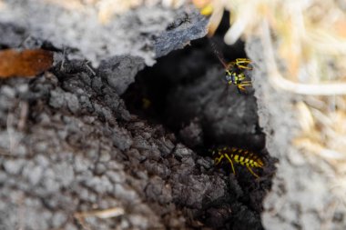 Yaban arıları kendi yuvaya sinek. Vizon ile kavak bir yuva. Underground
