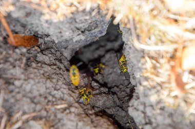 Yaban arıları kendi yuvaya sinek. Vizon ile kavak bir yuva. Underground