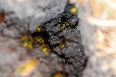 Yaban arıları kendi yuvaya sinek. Vizon ile kavak bir yuva. Underground