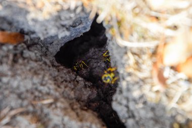 Yaban arıları kendi yuvaya sinek. Vizon ile kavak bir yuva. Underground