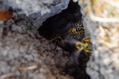 Yaban arıları kendi yuvaya sinek. Vizon ile kavak bir yuva. Underground