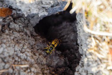 Yaban arıları kendi yuvaya sinek. Vizon ile kavak bir yuva. Underground