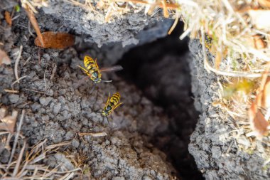 Yaban arıları kendi yuvaya sinek. Vizon ile kavak bir yuva. Underground