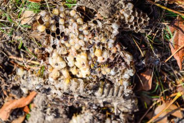 Vespula vulgaris. Yok edilen eşekarısı yuvası.