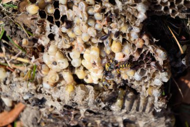Vespula vulgaris. Yok edilen eşekarısı yuvası.