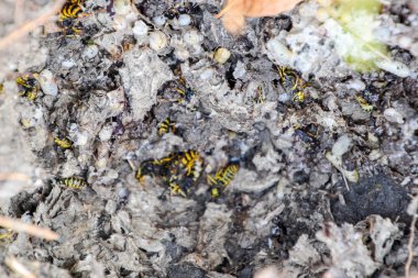 Vespula vulgaris. Yok edilen eşekarısı yuvası.