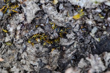 Vespula vulgaris. Yok edilen eşekarısı yuvası.