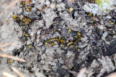 Vespula vulgaris. Yok edilen eşekarısı yuvası.