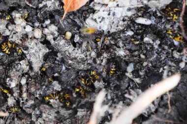 Vespula vulgaris. Yok edilen eşekarısı yuvası.