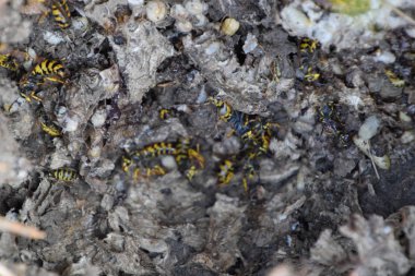 Vespula vulgaris. Yok edilen eşekarısı yuvası.