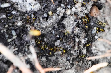 Vespula vulgaris. Yok edilen eşekarısı yuvası.