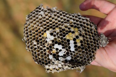 Sota eşekarısı yuvası üzerinden. Yok edilen eşekarısı yuvası.