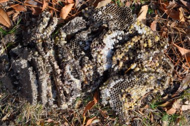 Yok edilmiş eşek arısı yuvası. Bir petek hor yüzeyinde çizilmiş