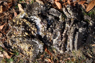 Yok edilmiş eşek arısı yuvası. Bir petek hor yüzeyinde çizilmiş
