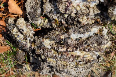 Yok edilmiş eşek arısı yuvası. Bir petek hor yüzeyinde çizilmiş