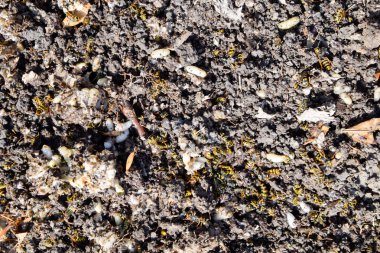 Yok edilmiş eşek arısı yuvası. Bir petek hor yüzeyinde çizilmiş